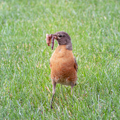 American robin sitting in the grass holding a worm in the beak