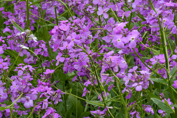 Fototapeta premium Dame's Rocket Growing Along The Trail In Spring