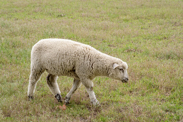 Obraz premium White sheep in a field
