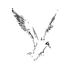 black and white drawing sketch of a bird with transparent background for learning to color