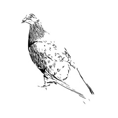 black and white drawing sketch of a bird with transparent background for learning to color