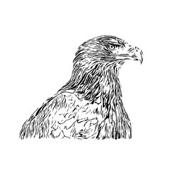 black and white drawing sketch of a bird with transparent background for learning to color