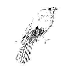 black and white drawing sketch of a bird with transparent background for learning to color