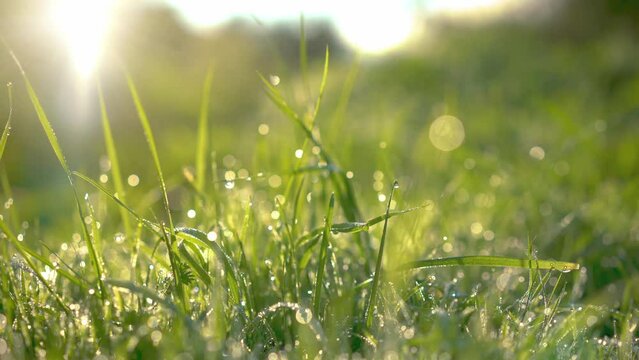 Green summer grass with dew drops sparkling in the morning sun sway in lite wind. Summer concept.