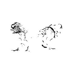 black and white drawing sketch of a chicken with transparent background for learning to color