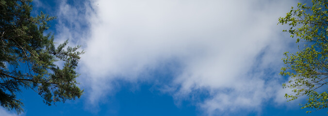 Panoramic blue cloudy sky background behind tree branches. High resolution.
