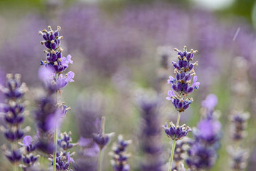 Lavendel