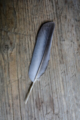 Closeup photo of pigeon feather.
