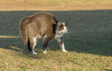 A gray and white cat with her back bowed and hair standing up to look bigger and scarier as a warning