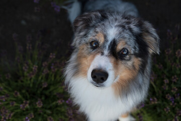 Miniature Australian Shepherd