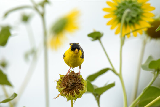 Male American Goldfinch on a wild sunflower, eating seeds from it; with blooming sunflowers on the background - Powered by Adobe