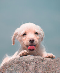 Cachorro de perro en exterior.