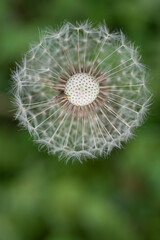 A dandelion in spring against a green background, photographed from above. Some of the seeds are already missing.