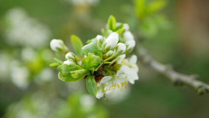 Plum spring flower blossom growing Prunus domestica tree orchard homegrown, wind in branches and...