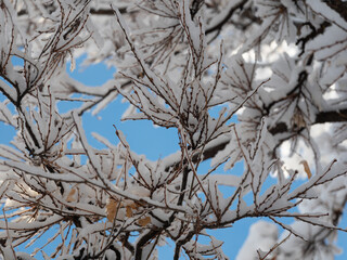 snow covered branches