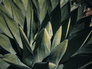 Agave plant