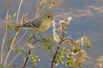 American Goldfinch Female Feeding on Seeds