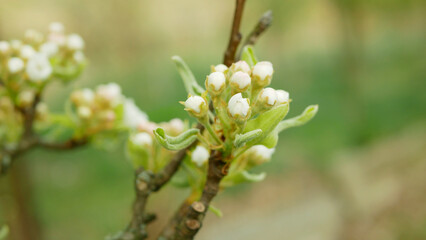 Pear flower blossom fruit tree growing bloom bud red branch orchards garden spring trees Pyrus communis leaves leaf close-up detail or macro buds, blossoming farm flowering Europe