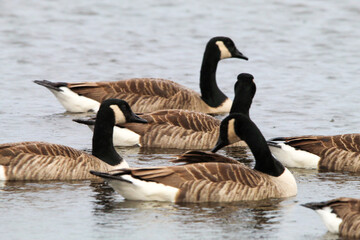 Obraz premium A flock of Canadian Geese on a lake. This photo was taken on a cold December morning.