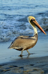Pelicano parado en playa de Santa Marta