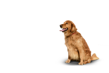 Portrait of a male Golden retriever on a white background