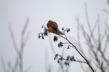A beautiful closeup of a Kestrel perched on a tree. This photo was taken on a cold December morning at Lunt Meadow Nature Reserve in Liverpool, Merseyside.