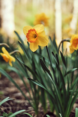 yellow daffodils in spring