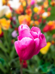 Purple blooming tulip in the park Keukenhof in the Netherlands