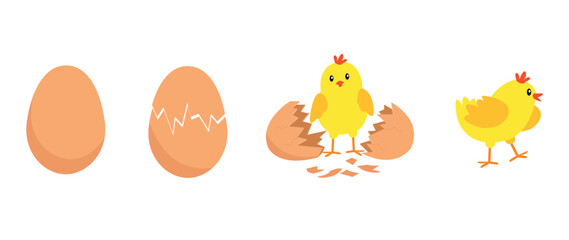 hatching cute chicks and cute boy