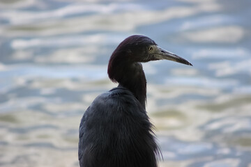 Little Blue Heron contemplates life and its next meal
