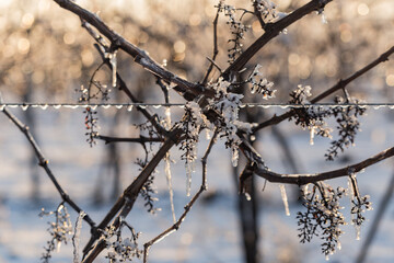 In winter, the vineyards are covered with ice and snow. Winemaking. Selective focus.
