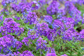 Blooming Blue Flower in the Garden. Verbena Hybrida, Homestead Purple Verbena, Glandularia canadensis, Garden verbena