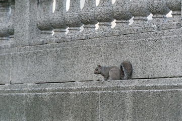 Squirrel sitting on the Wall in Chicago city, Illinois state.