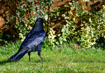 A beautiful large black raven stands on the green grass with a nut in its beak