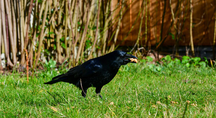 A beautiful large black raven stands on the green grass with a nut in its beak