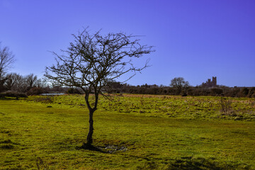 A lonely tree far from the others, a castle in the meadow in the background
