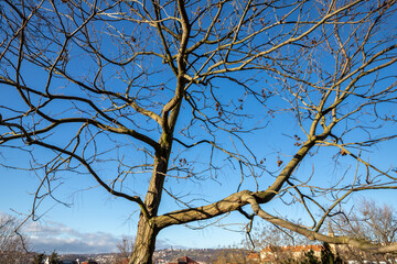 winter close-up of a bushy tree without leaves against a blue sky background