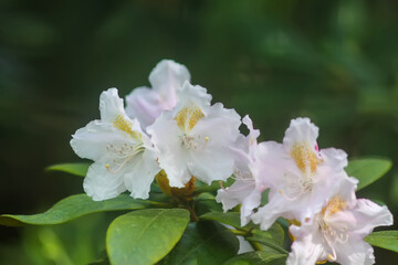 Bush of the Rhododendron in the botanical garden. Beautiful floral background.