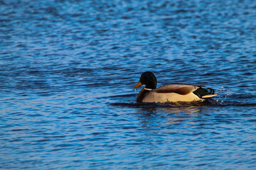 Beautiful Mallard Ducks on a lake at a nature reserve. This photo was taken at Lunt Meadows in Liverpool, Merseyside. The image was captured on a cold December morning.