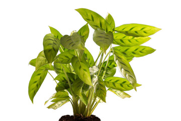 home plant calathea isolated, png file