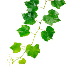 Branch of green grape leaves on a white background