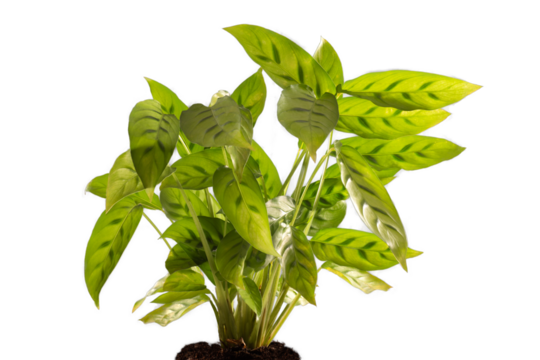 home plant calathea isolated, png file