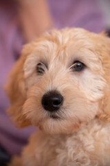 Labradoodle Puppy at Home
