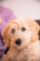 Labradoodle Puppy at Home