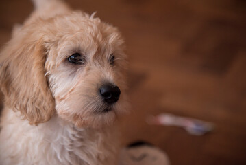 Labradoodle Puppy at Home