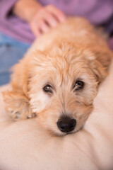 Labradoodle Puppy at Home