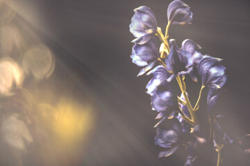 Flowers in blue violett with sun bokeh and place for text