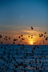 Obraz na płótnie Canvas The Starlings in Brighton at Sunset