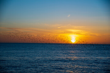 The Starlings in Brighton at Sunset