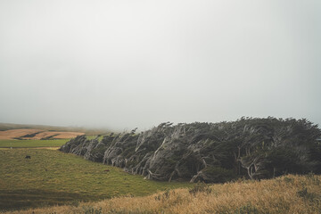 Windswept trees in New Zealand